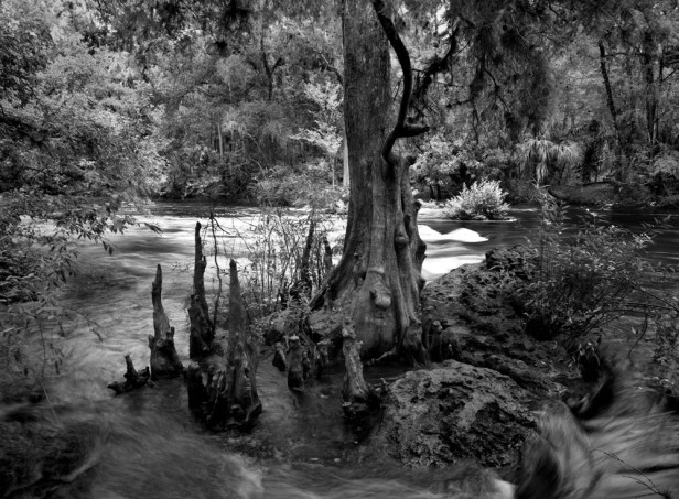 Hillsborough River 1
