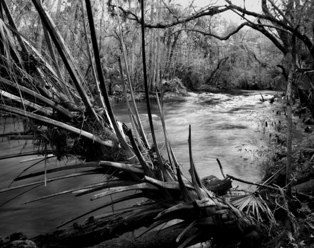 Hillsborough River 3